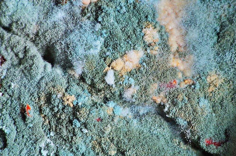 Penicillium Mold_Olpo_Shutterstock