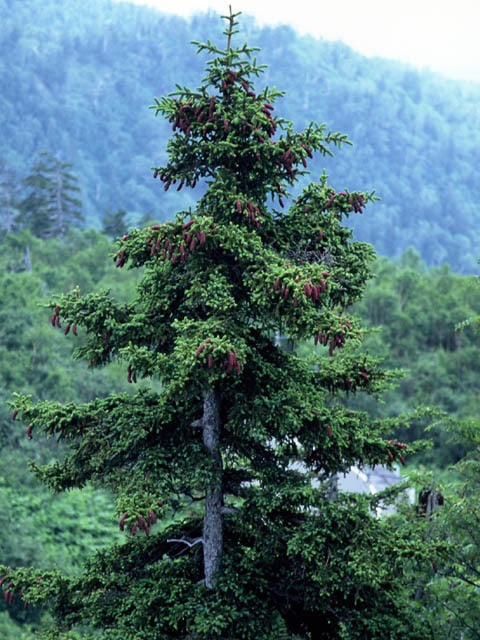 Picea_jezoensis