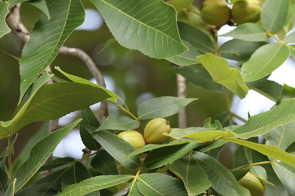Pignut Hickory