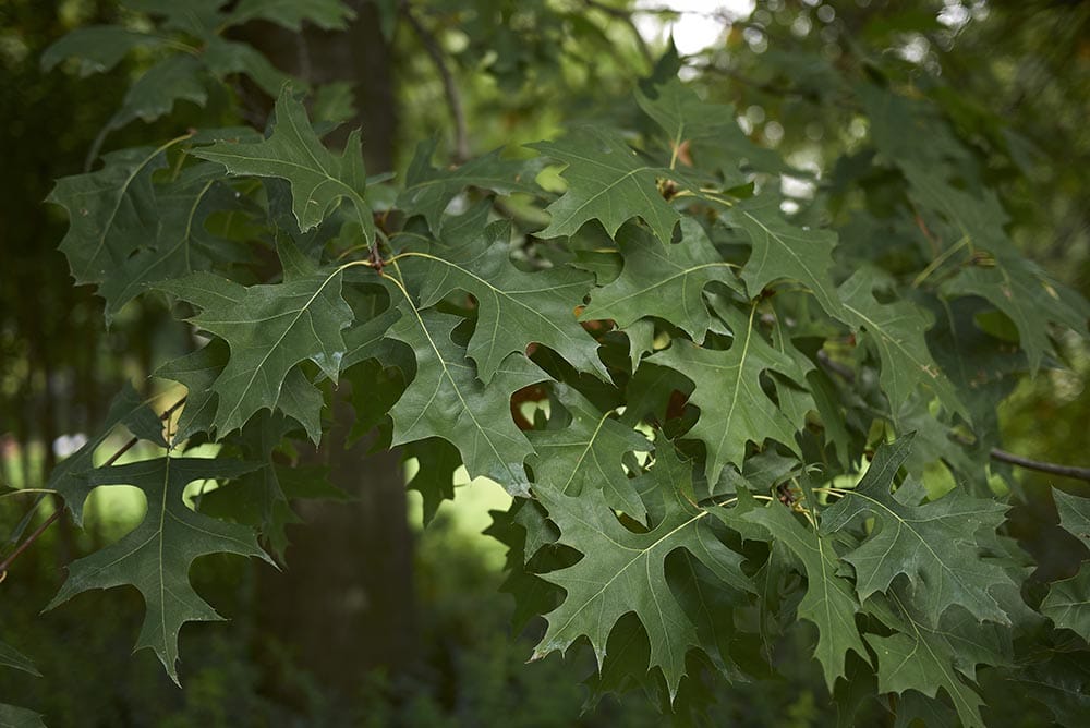 Pin Oak Tree_Simona Pavan_Shutterstock