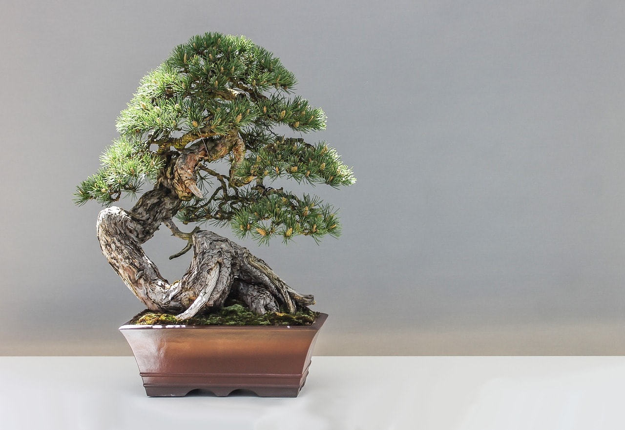 Pine Bonsai