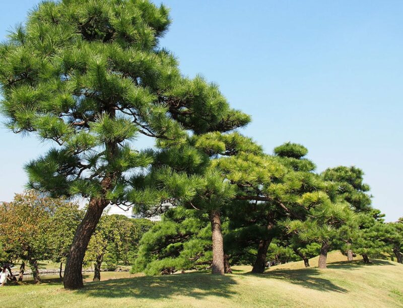 Pine trees in the Hamarikyu Gardens, Tokyo, Japan