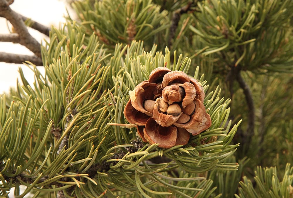 Pinyon Pine_Nikki Yancey_Shutterstock