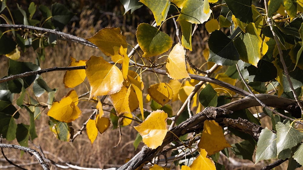 Plains Cottonwood_Bryce Alexander_Shutterstock
