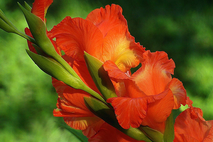 Planting Gladiolus