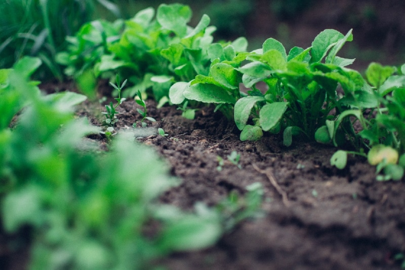 Plants growing on sandy soil