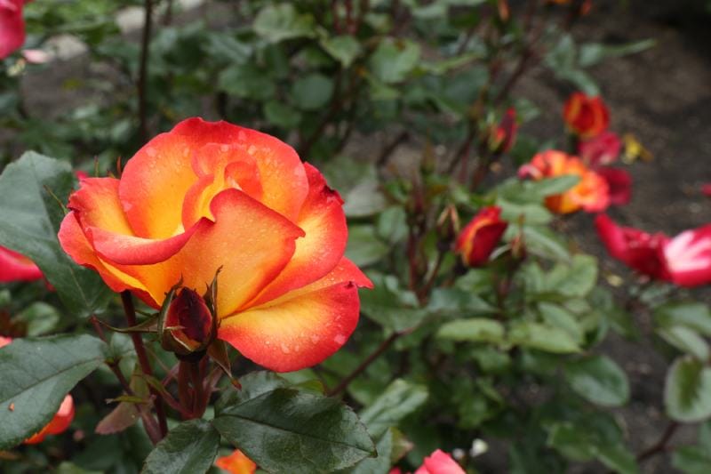 Playboy Rose (Rosa Playboy)