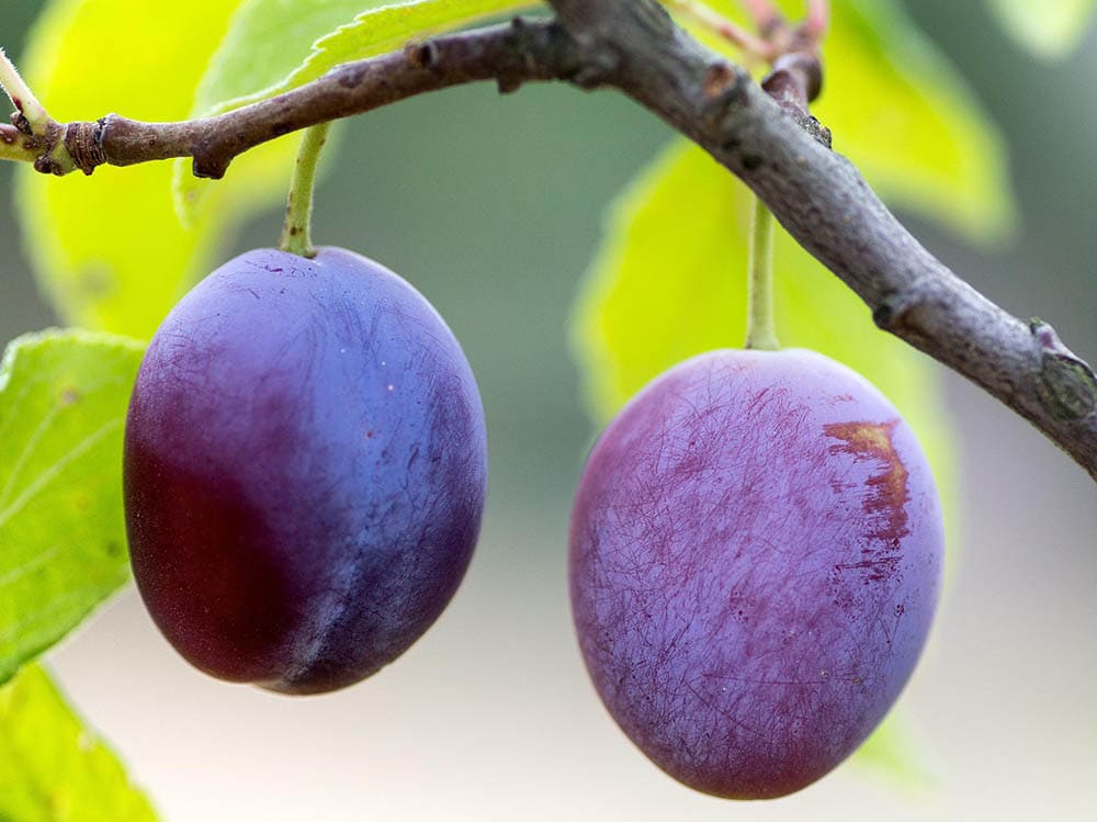 Plum tree_Domeckopol_Pixabay