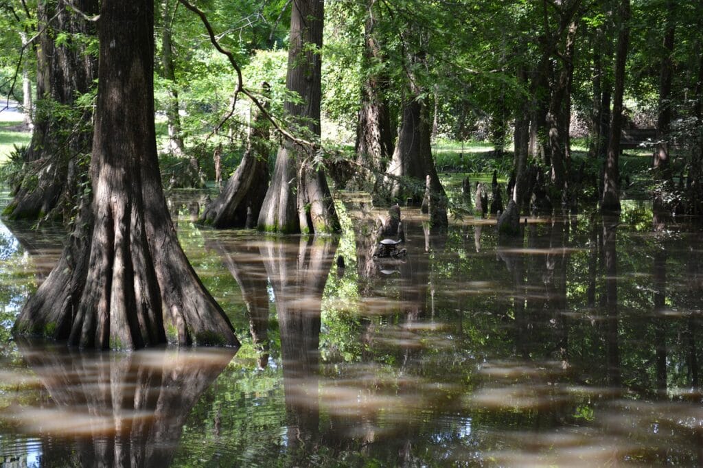 Pond Cypress Tree
