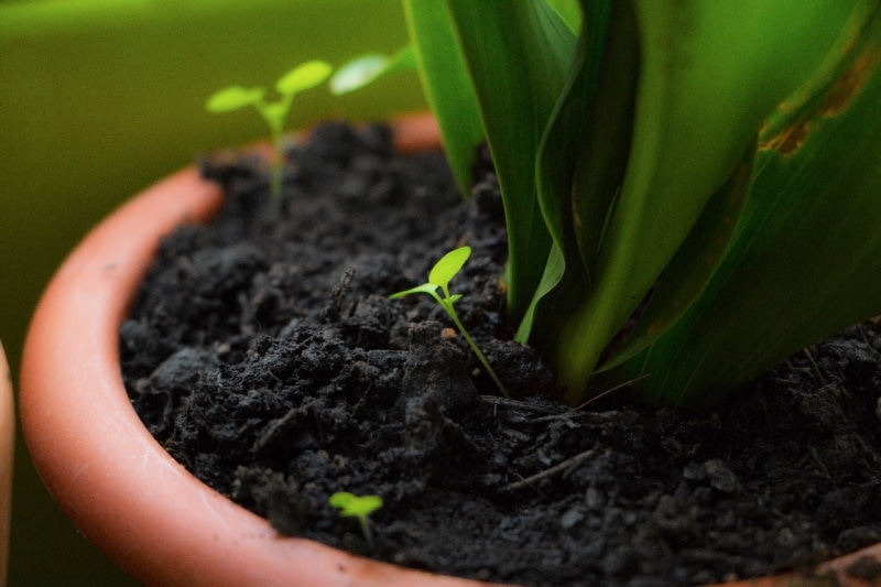 Potted plant with loamy soil
