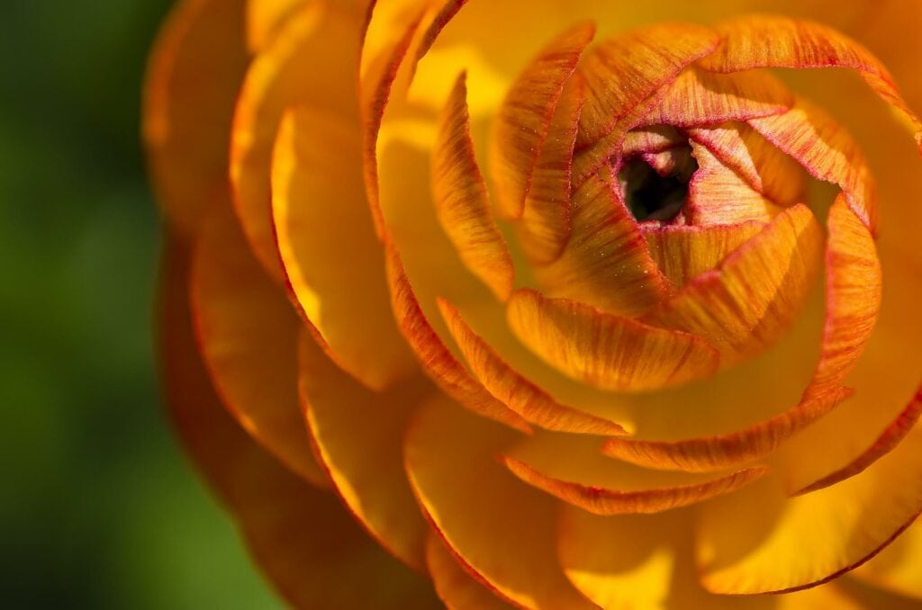 Ranunculus