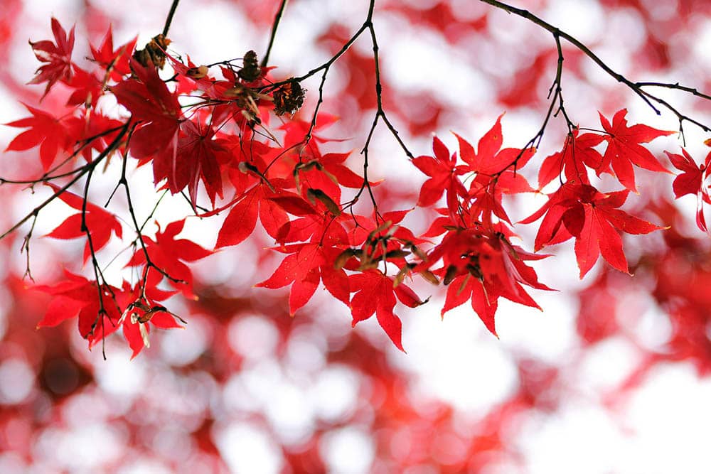 Red maple tree_HeungSoon_Pixabay