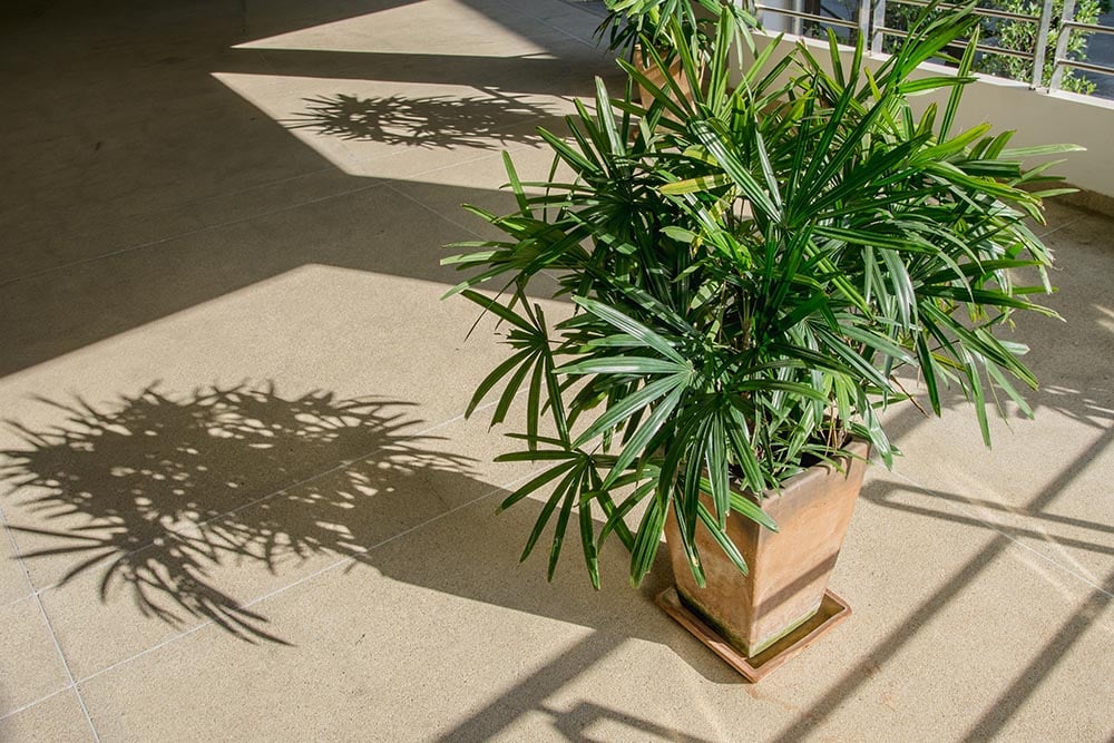 Rhapis Palm_Lamyai_Shutterstock