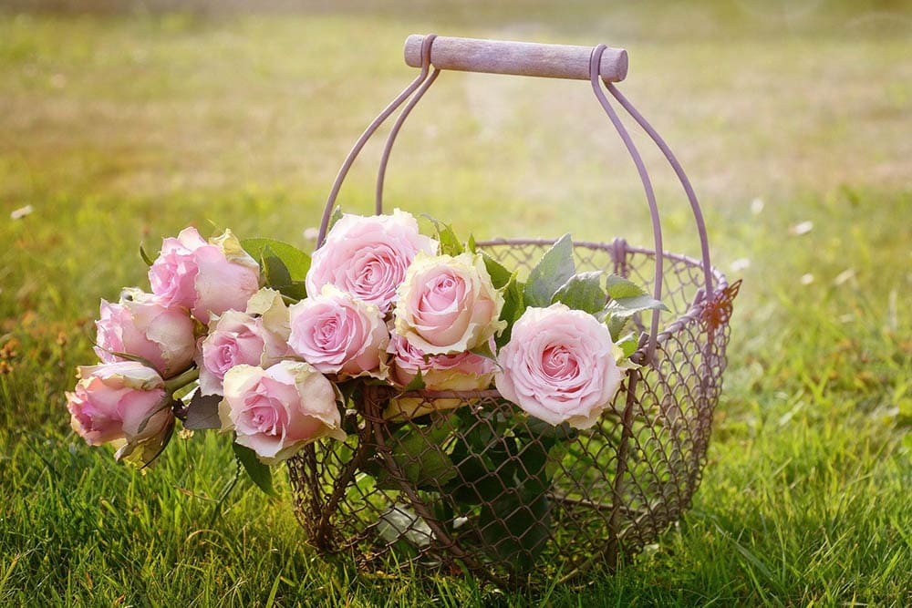 Rose in a basket_Castleguard_Pixabay