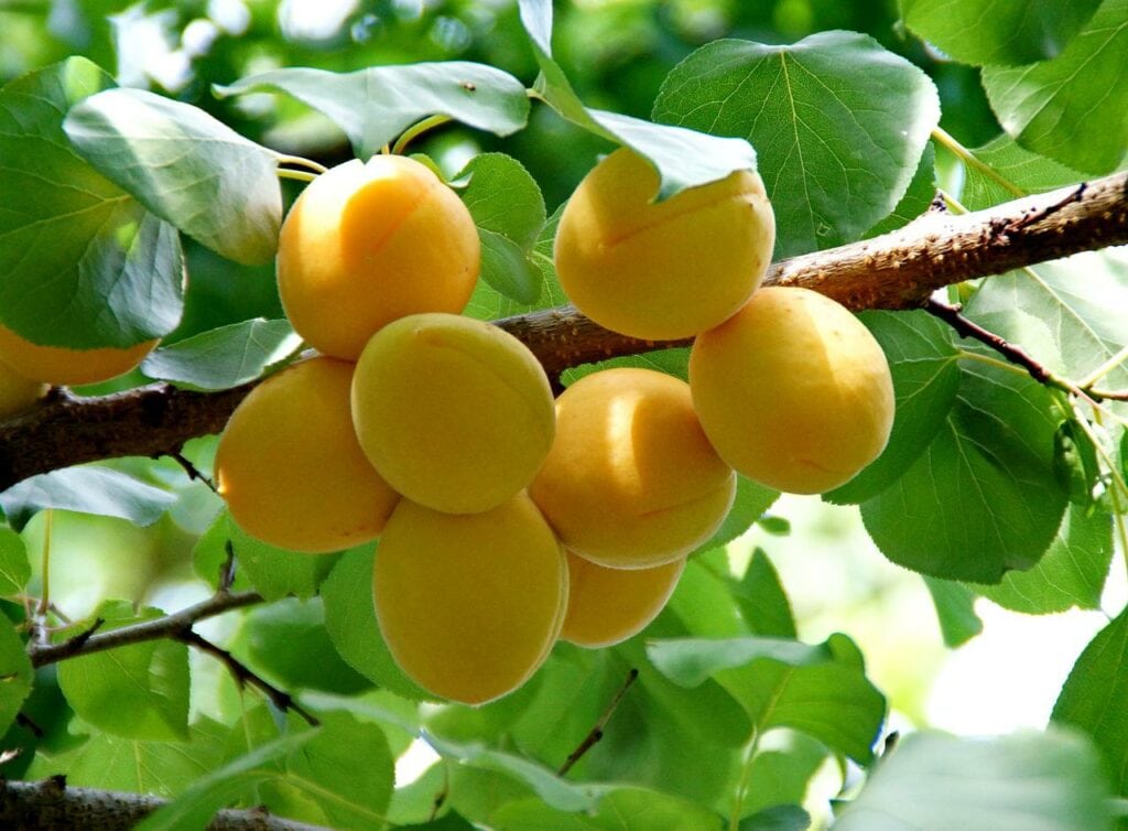 Royal Rosa Apricot Tree