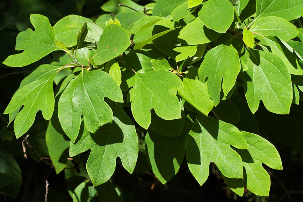 Sassafras_Kathy Clark_Shutterstock