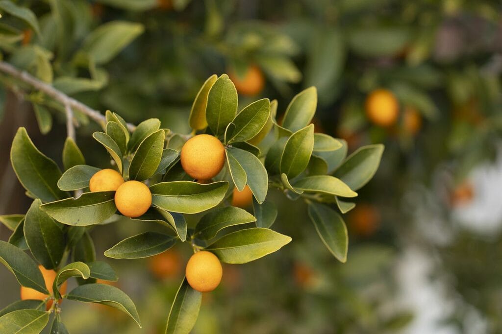 Satsuma Mandarin