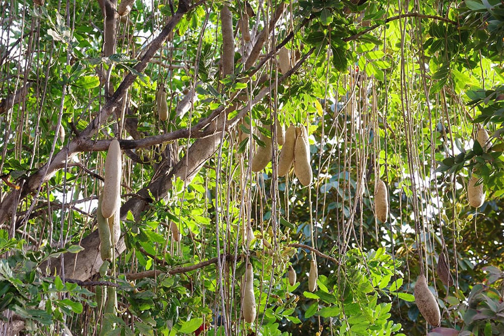 Sausage Tree