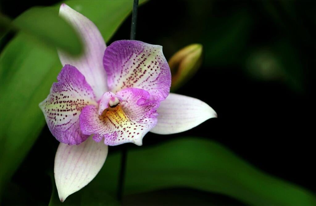 Shenzhen Nongke Orchid