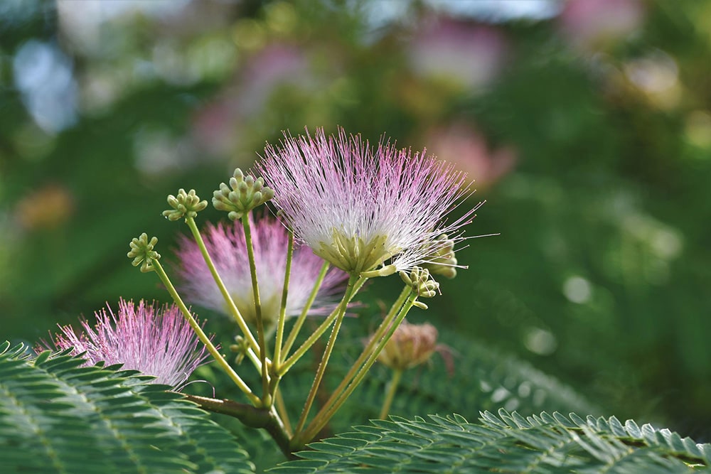 Silk Tree_Ralphs Fotos_Pixabay