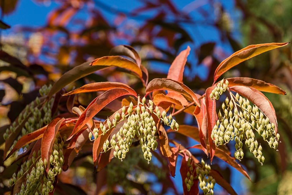 Sourwood Tree_Marinodenisenko_Shutterstock
