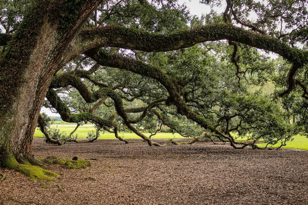 Southern Live Oak