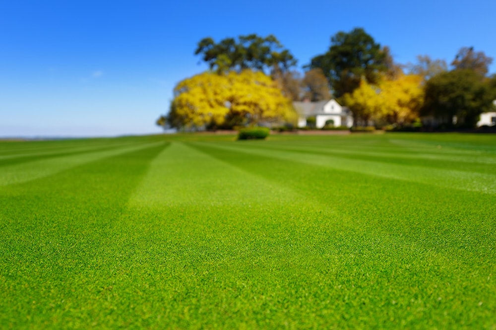 Stripe Pattern Lawn_MNStudio_Shutterstock