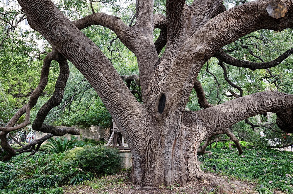 Texas Trees_USA-Reiseblogger_Shutterstock