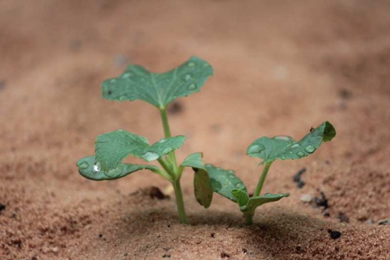 Tiny seedling growing on chalky soil