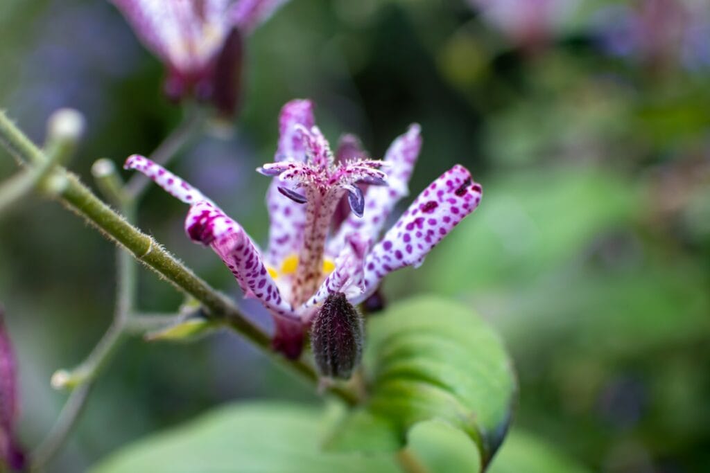 Toad Lily