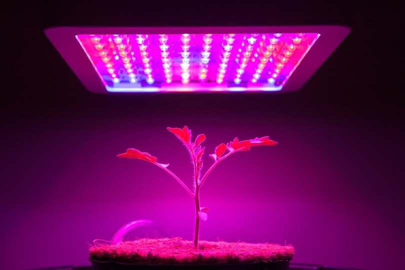 Tomato plant under LED light
