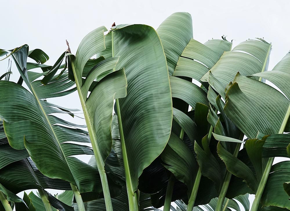 Travelers Palm_Kate Kro_Pexels