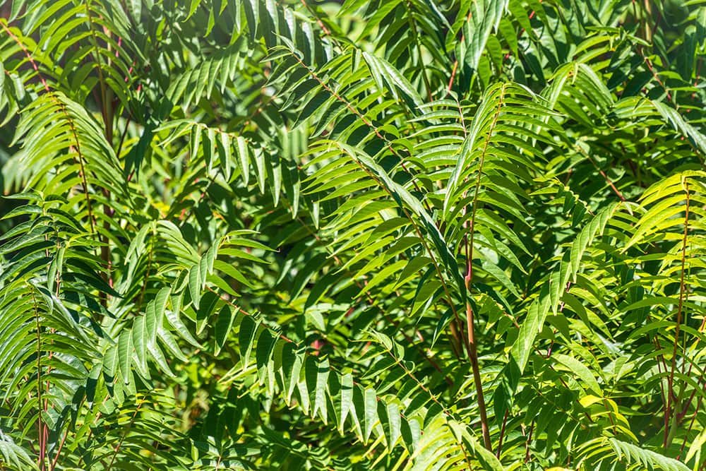 Tree of Heaven_Dark Side_Shutterstock