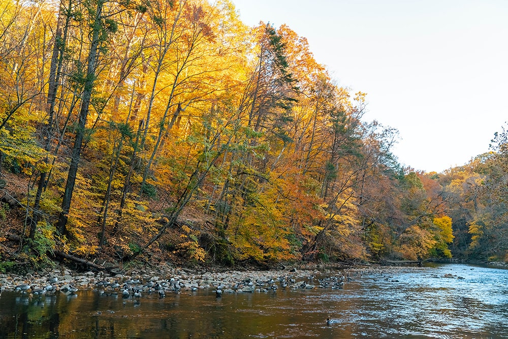 Trees in Pennsylvania_Tommy Kwak_Unsplash