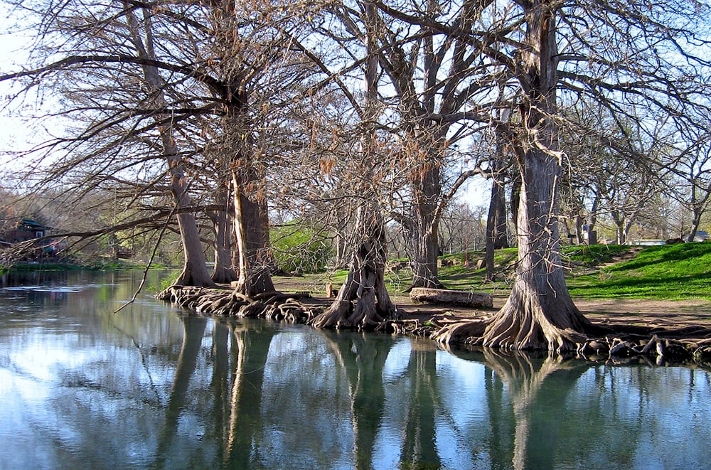 Trees in Texas_tbarts_Pixabay