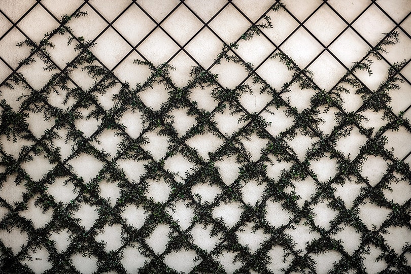 Trellis vines