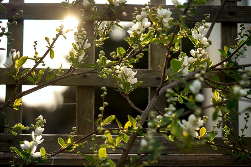 Trellis