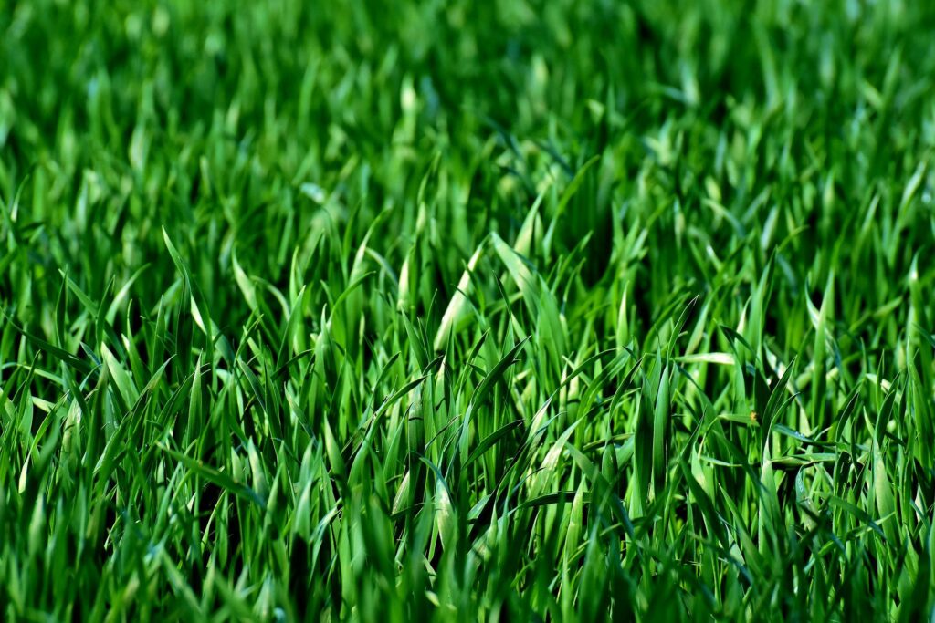 Artificial Turf