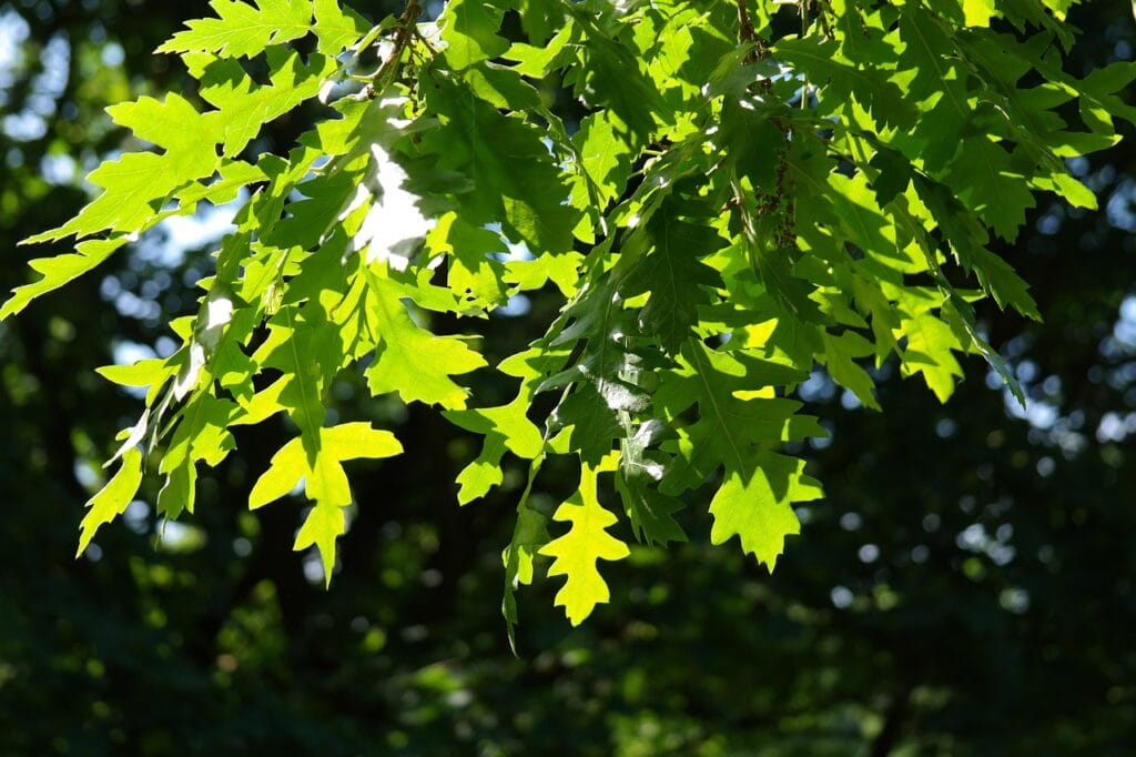 Turkey Oak Tree Leaves