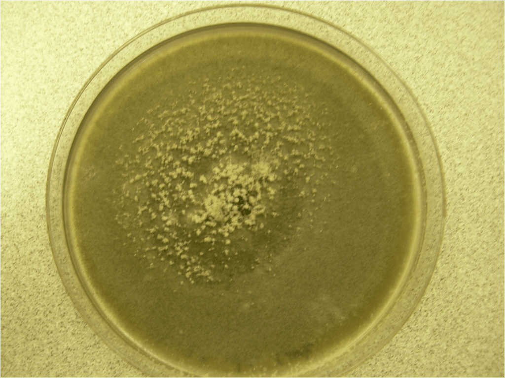 Ulocladium plate