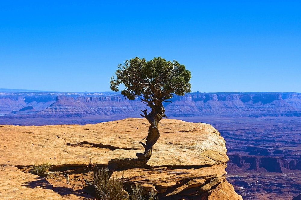 Utah Juniper_MikeGoad_Pixabay