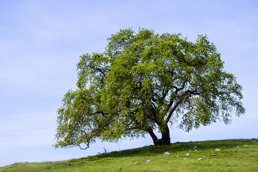 Valley Oak Tree_Sundy Photography_Shutterstock