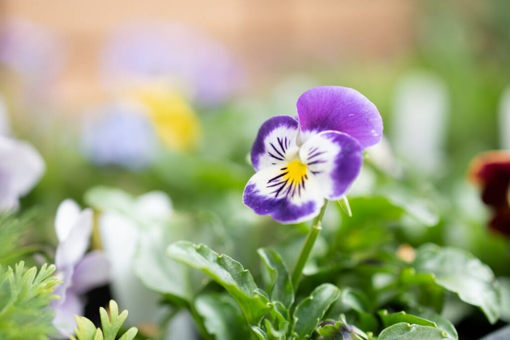 Viola