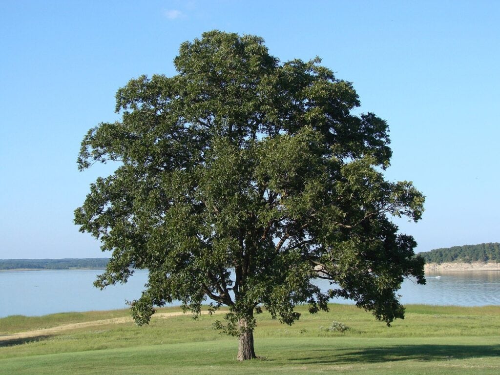 Water Oak