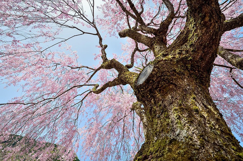 Weeping Cherry