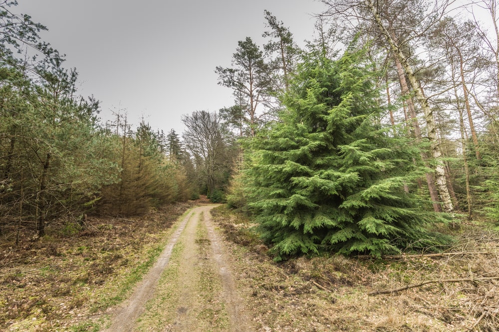 Western Hemlock
