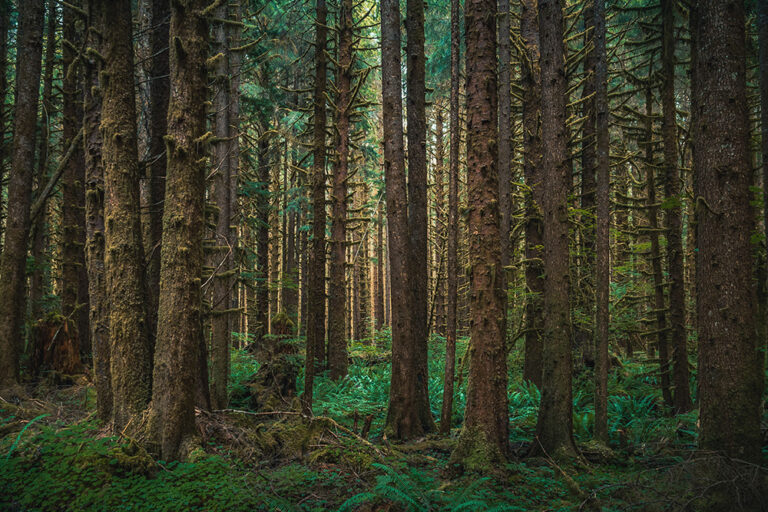 10 Types of Trees in Oregon: With Pictures & Info | Home Grail