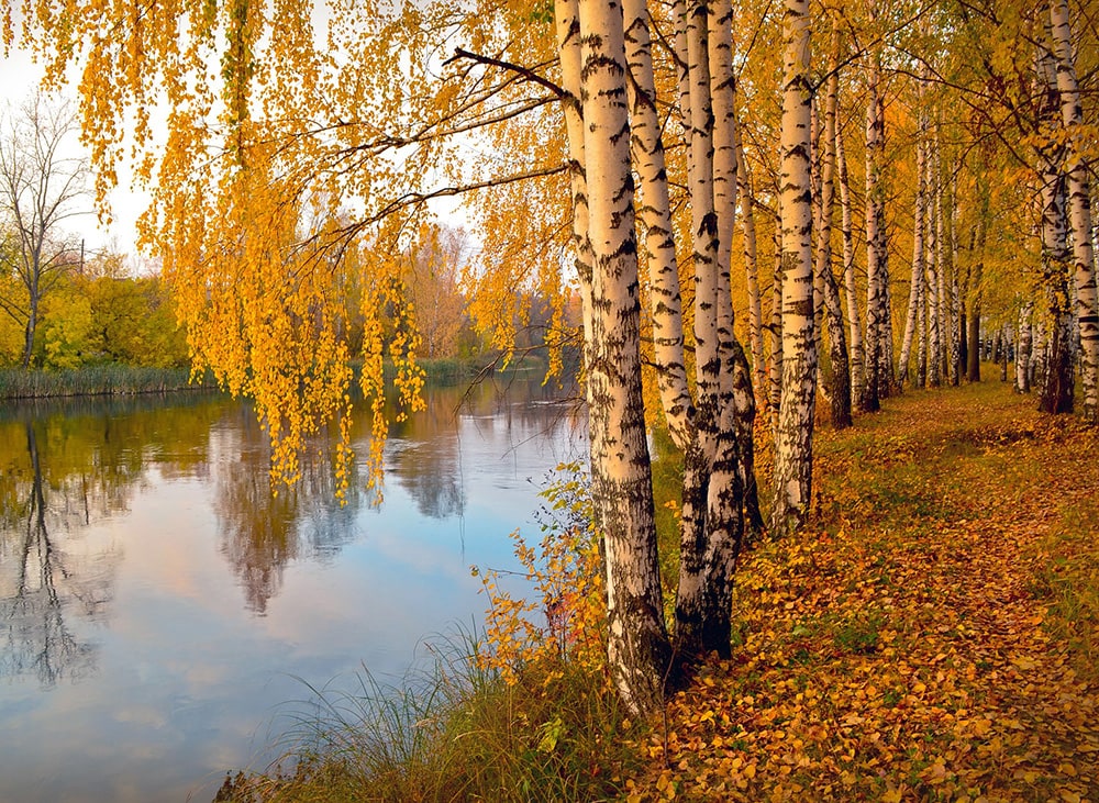 Yellow Birch Tree_Mobinovyc_Pixabay