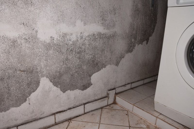 alternaria mold on the wall