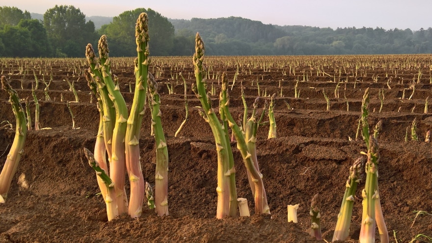 asparagus plantation